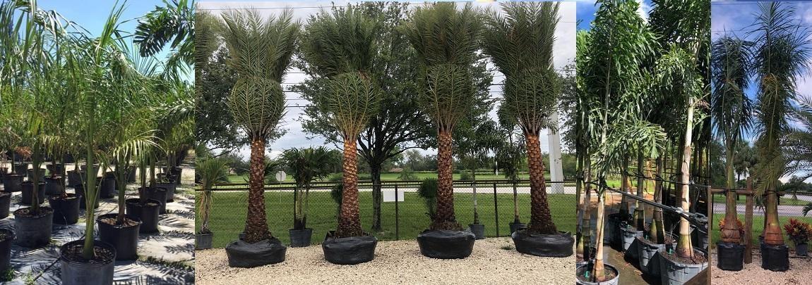 Buy TOP QUALITY PALMS starting at $75 »