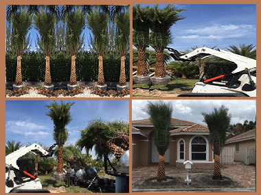 delivery from nursery to your place